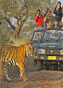 Ranthambore wildlife, rajasthan tour operators, rajasthan travel guide, rajasthan travel agent, rajasthan village safari, travel rajasthan india, tourism in rajasthan, rajasthan travel & tourism, rajasthan destinations guide, rajasthan travel info, travel guide of rajasthan, tourist information of rajasthan, traveling in rajasthan, desert fairs, pushkar fairs, travel tips, travel information, rajasthan safaris, rajasthan camel safaris, palace on wheels, accommodations in rajasthan